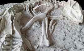 Doi fermieri chinezi au găsit fosilele unor dinozauri care au murit în timp ce dormeau