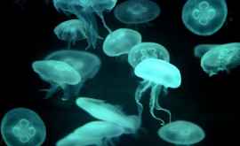 Oamenii de știință propun înlocuirea peștelui cu meduze