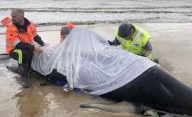 380 de balene au murit după ce au eşuat întrun golf din Tasmania