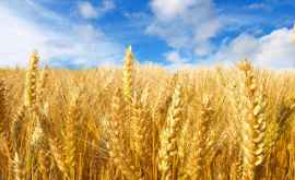 Rusia își crește dominația pe piața mondială a grîului