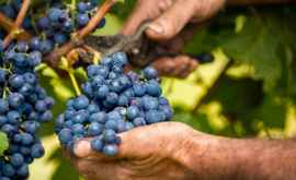 Урожая винограда в этом году будет меньше чем прошлой осенью