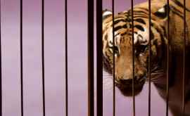 Во Франции запретят использование животных в передвижных цирках