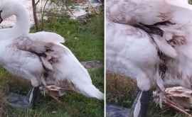 Лебедя с раненым крылом видели на озере в Дубоссарах ВИДЕО