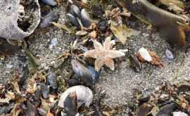 Sute de animale marine au murit din cauza poluării 
