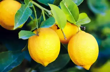Болезни, которые можно лечить с помощью лимона