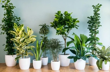 Пять целебных растений, которые нужно иметь в доме