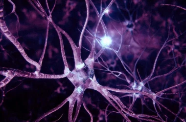 A fost descoperit mecanismul de restabilire a celulelor nervoase deteriorate