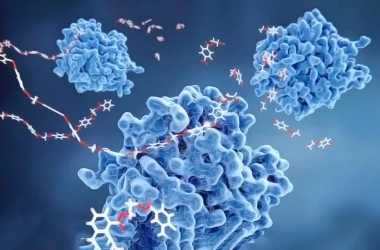 Cercetători italieni au descoperit că lipsa unei enzime poate provoca Scleroza laterală amiotrofică (studiu)