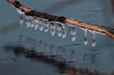 В Сети показали сказочные фото деревьев, покрытых льдом