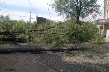 В Кишиневе снова упало дерево