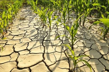Фермеры: Засуха в этом году может привести к продовольственному кризису