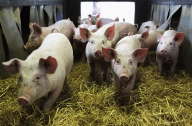 Румыния: производство свинины снижается из-за свиной чумы