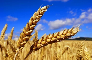 În acest an, Moldova a exportat de 6 ori mai multe cereale, decît anul trecut