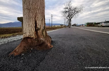 Uimitor: Pe o șosea din România copacii au crescut prin asfalt