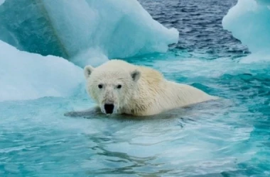 Арктика потеряет ледовый покров
