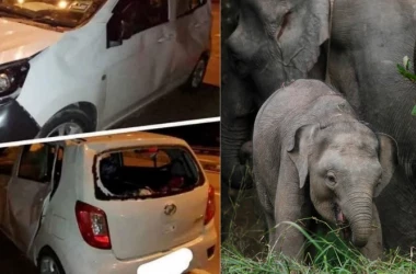 O turmă de elefanți a călcat în picioare o mașină după ce șoferul a lovit un pui pe o autostradă din Malaezia 