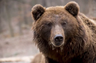 Несколько человек подверглись нападению медведя в одном из городов Словакии