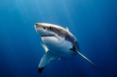 Un scafandru a salvat un rechin de la a deveni cină. Ce a făcut