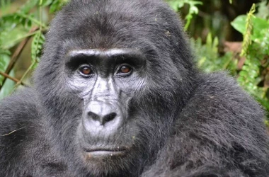 Старейшая в мире горилла отметила день рождения