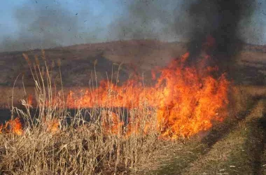 Несколько человек, сжигавших сухую растительность, были оштрафованы
