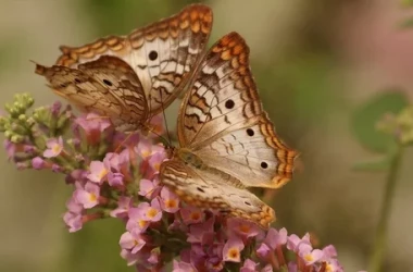 Ученые назвали простой и красивый трюк, как привлечь в сад больше бабочек 