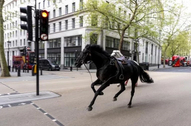 В центре Лондона армейские кони вырвались на свободу, пострадали люди