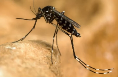  Во Франции с начала года регистрируют рекордное количество случаев лихорадки денге