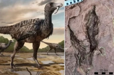 В Китае найдены следы самого большого из известных динозавров-хищников