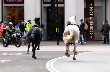 Сбежавшие лошади из Королевской гвардии в Лондоне: что с ними стало