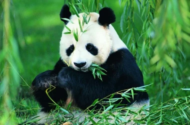 O pereche de urşi panda gigant, trimisă la grădina zoologică din San Diego. Care este motivul