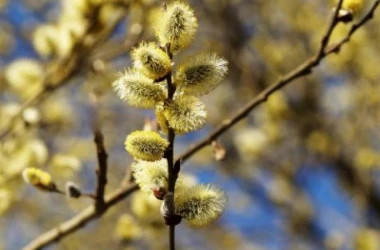 Duminica Floriilor: Cîți moldoveni poartă prenume de flori