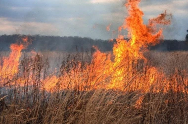 Sute de hectare de vegetație uscată, afectate de foc