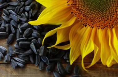 Patru agenți economici au primit dreptul de a importa semințe de floarea-soarelui
