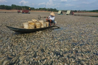 Страшное зрелище на реке во Вьетнаме: что случилось с рыбой в водоёме