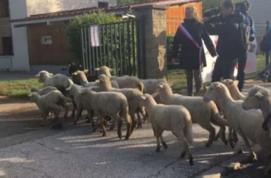 De necrezut: În Franța, cîteva oi au fost înscrise la o școală