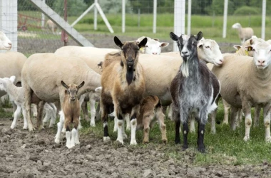 Doilea apel de granturi al Proiectul AGGRI destinat exclusiv fermelor de ovine și caprine