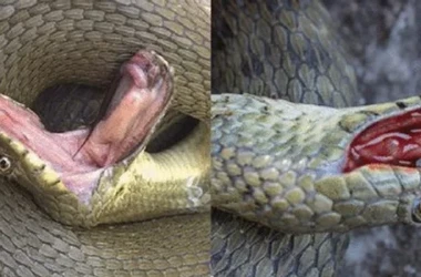 Ученые выявили вид змей, искусно имитирующих свою смерть