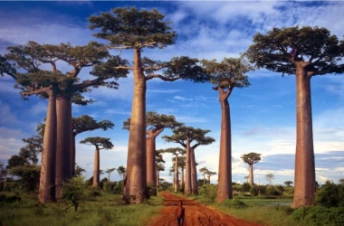 Cercetătorii au rezolvat misterul „copacului vieții”