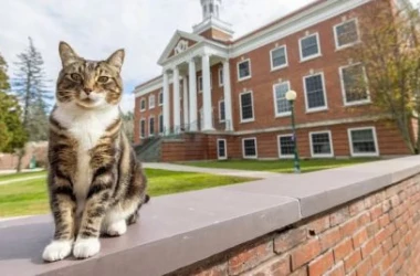 Университет Вермонта присвоил почетное звание... коту