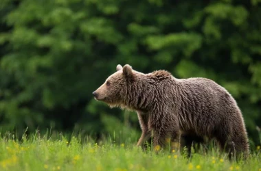 Нападения медведей на людей: что решил парламент Словакии