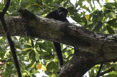 În Mexic e atît de cald, încât maimuțele cad moarte din copaci
