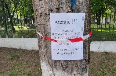 Lucrări de tăiere a copacilor pe strada Grenoble: Primăria Chișinău oferă clarificări