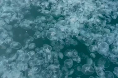 Invazie de meduze în largul coastei orașului Anapa