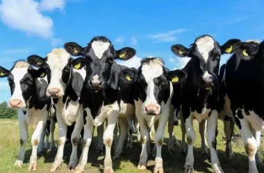 Granturi AGGRI: Cîte dosare depuse de crescătorii de bovine