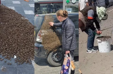 Invazie de albine în Chișinău: Specialiştii explică fenomenul