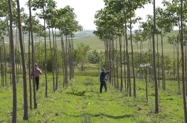 Paulownia, copacul cu cea mai rapidă creştere a apărut și în Moldova