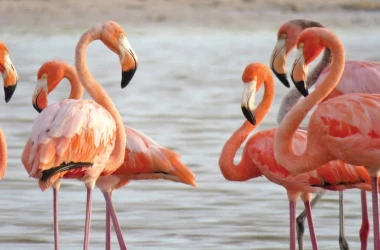 Păsările flamingo au fost văzute în Delta Dunării