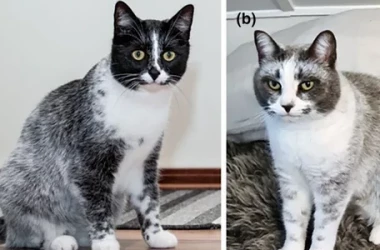 Noua culoare a blănii unor pisici, apărută în urma unei mutații, a primit o denumire amuzantă