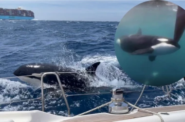 De ce atacă balenele ucigașe tot mai multe bărci în apele din jurul Spaniei