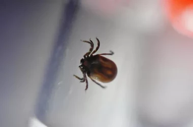 Insecte periculoase se răspîndesc în Europa